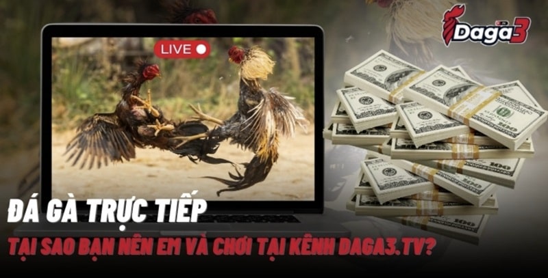 Giới thiệu về kênh đá gà trực tiếp thomo www.chilakiles.mx