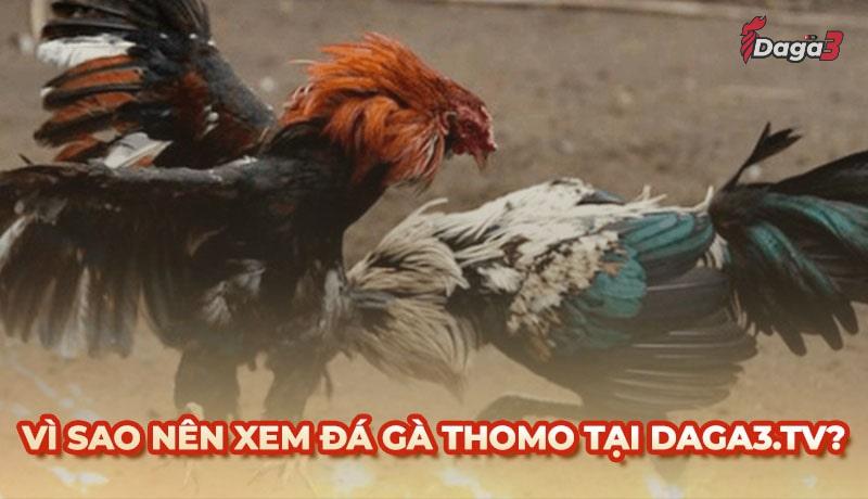 Vì sao nên chọn www.chilakiles.mx để xem đá gà trực tiếp thomo