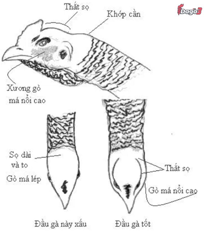 Một số nội dung trong kinh kê gà chọi